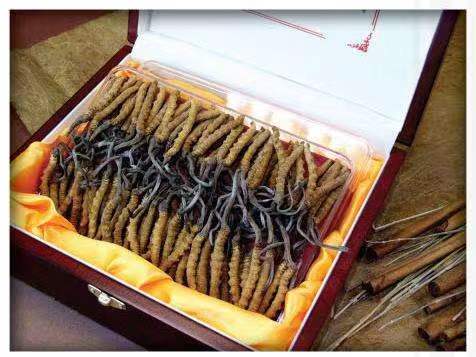 七台河冬虫夏草回收